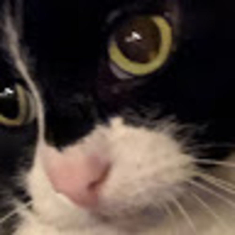 Meet your Posher, Sam